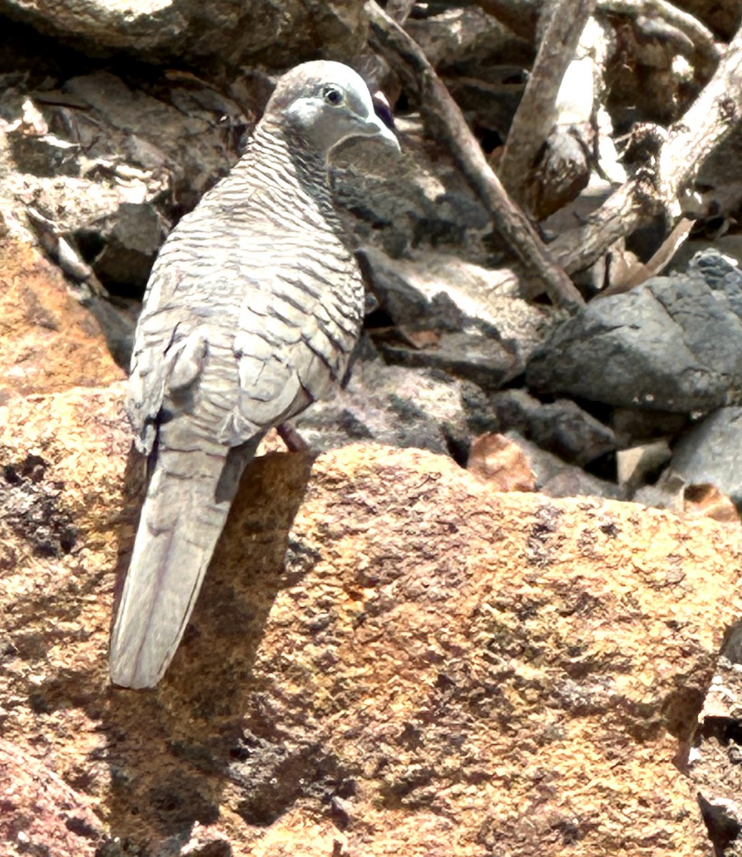 Zebra Dove - ML528300861