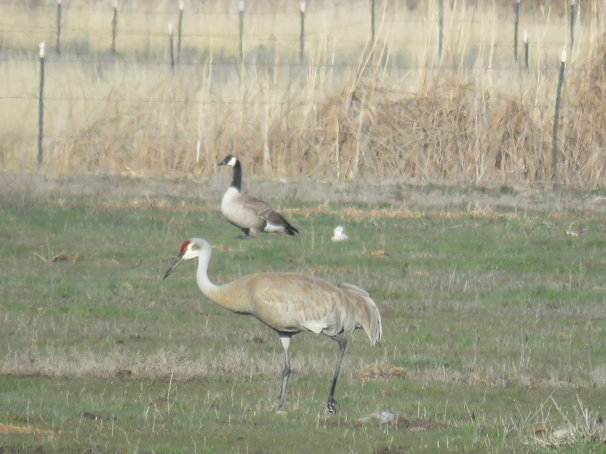 Sandhill Crane - ML52830211