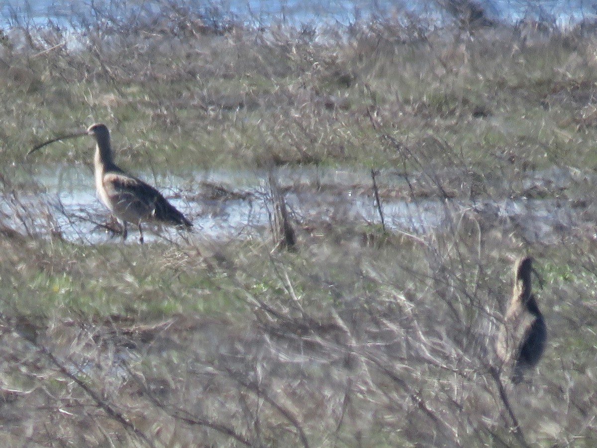 Long-billed Curlew - ML52830241