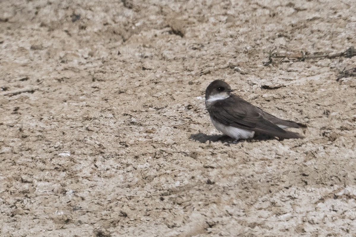 Bank Swallow - ML528303491