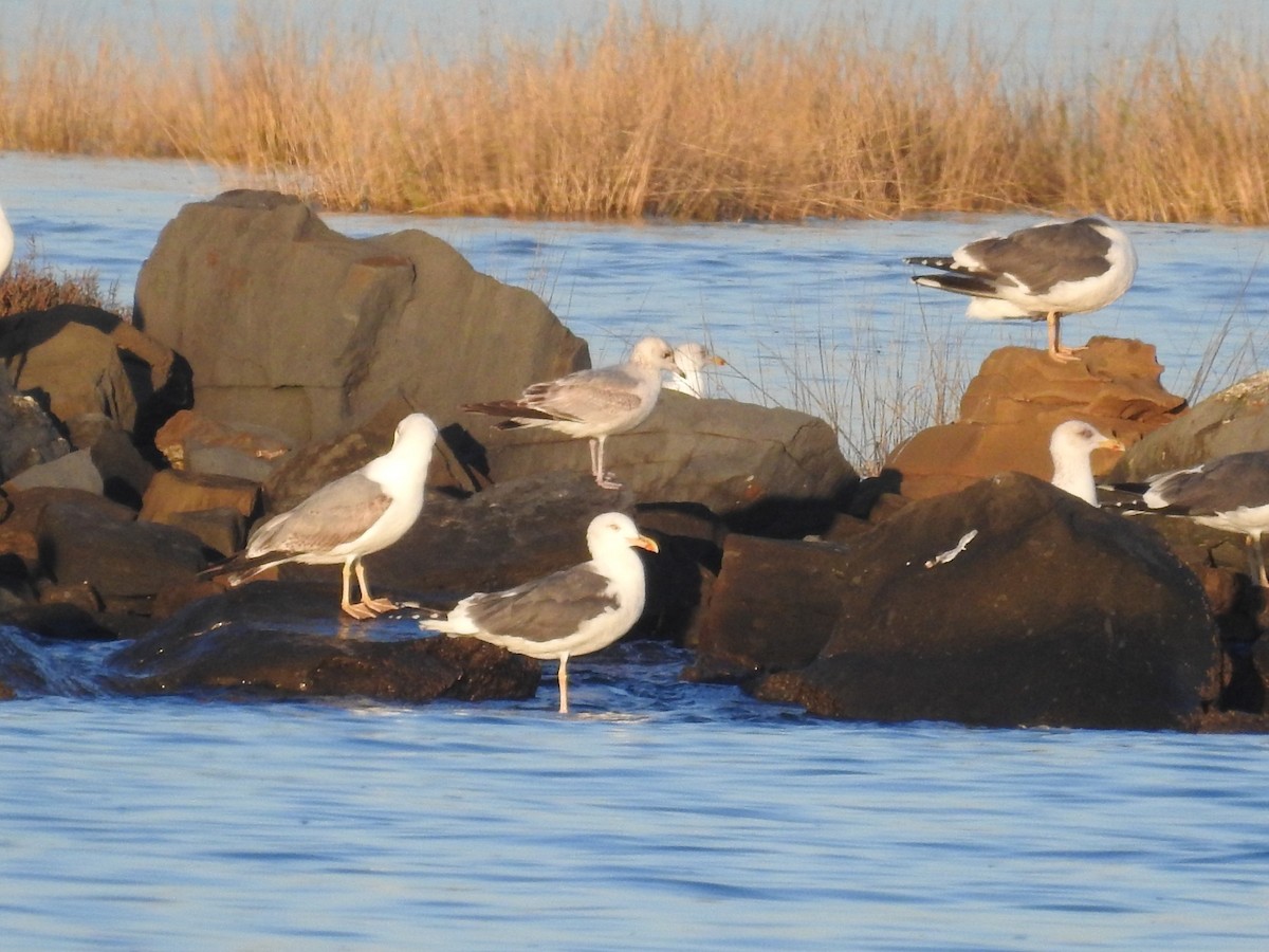 Common Gull - ML528304111