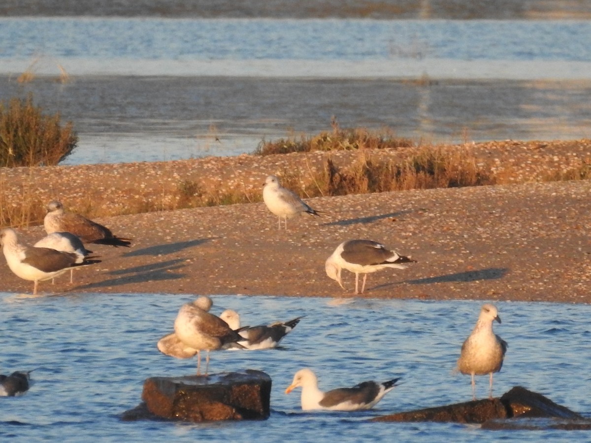 Common Gull - ML528304121