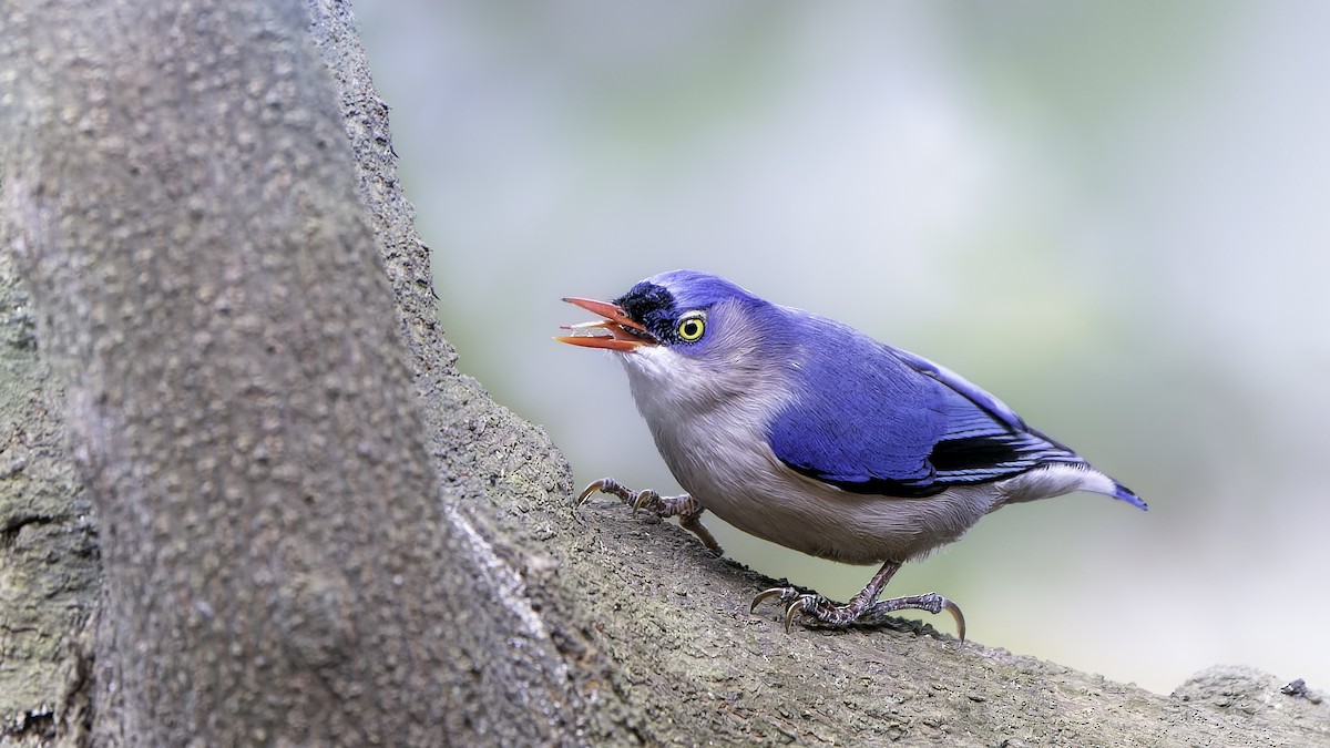 Velvet-fronted Nuthatch - ML528304801