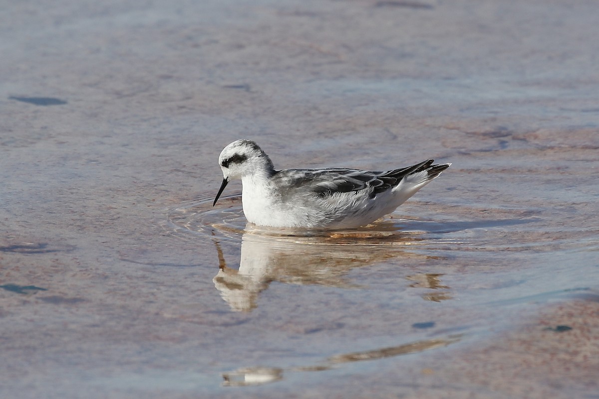 Red-necked Phalarope - John  Edmond