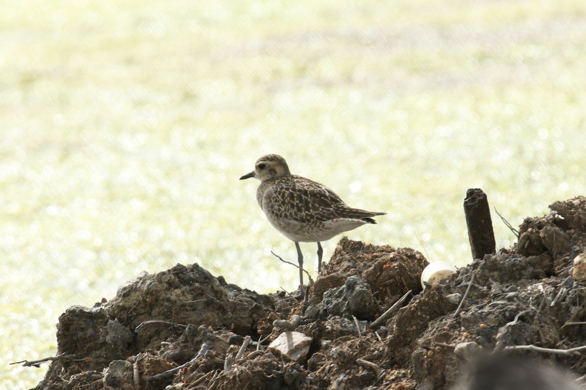 Pacific Golden-Plover - ML528305191