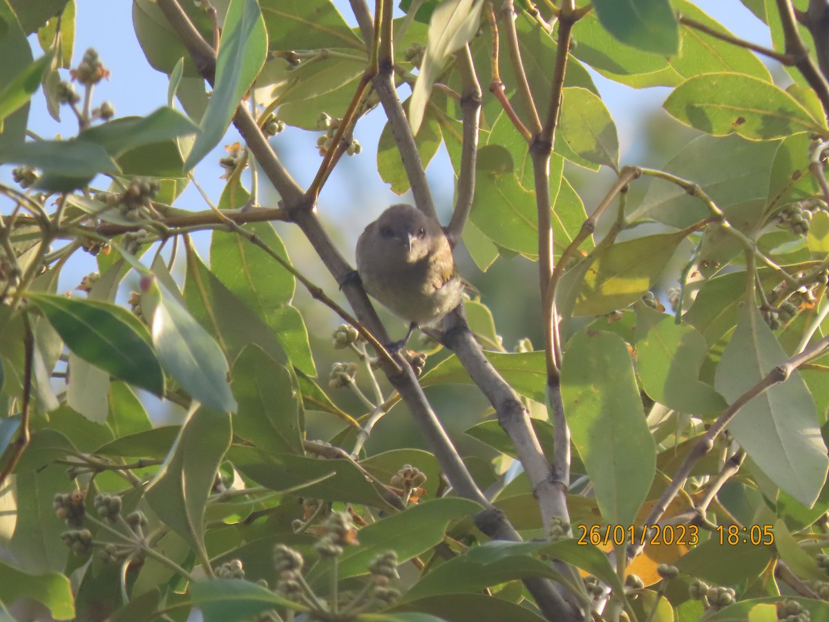 Brown Honeyeater - ML528305921