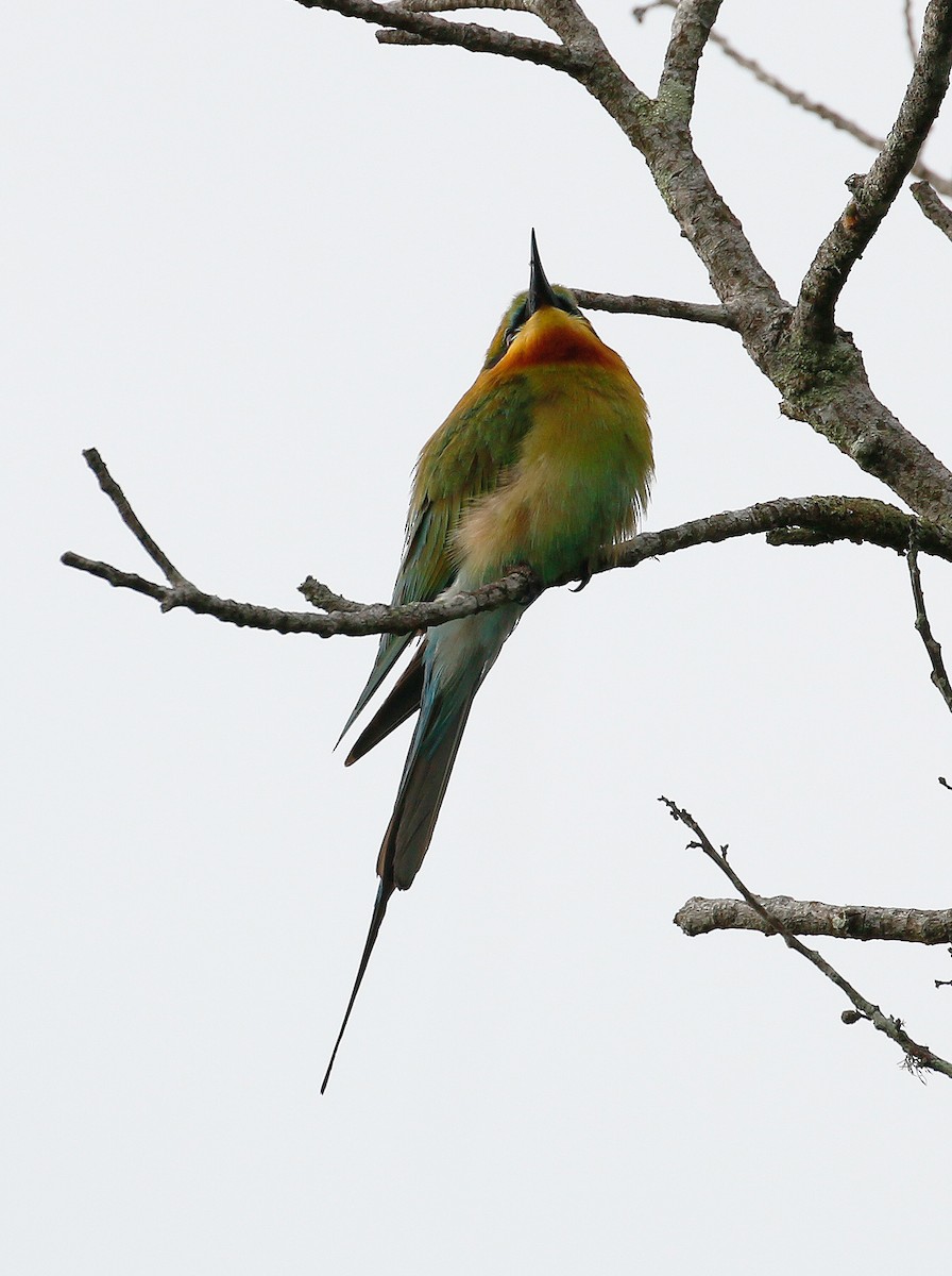 Blue-tailed Bee-eater - ML52830621