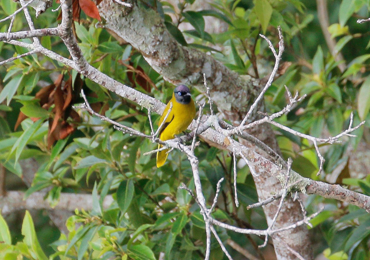 Black-headed Bulbul - ML52830651