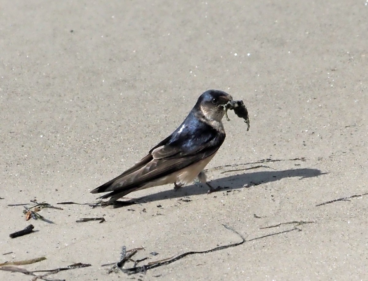 Golondrina Arborícola - ML528307381