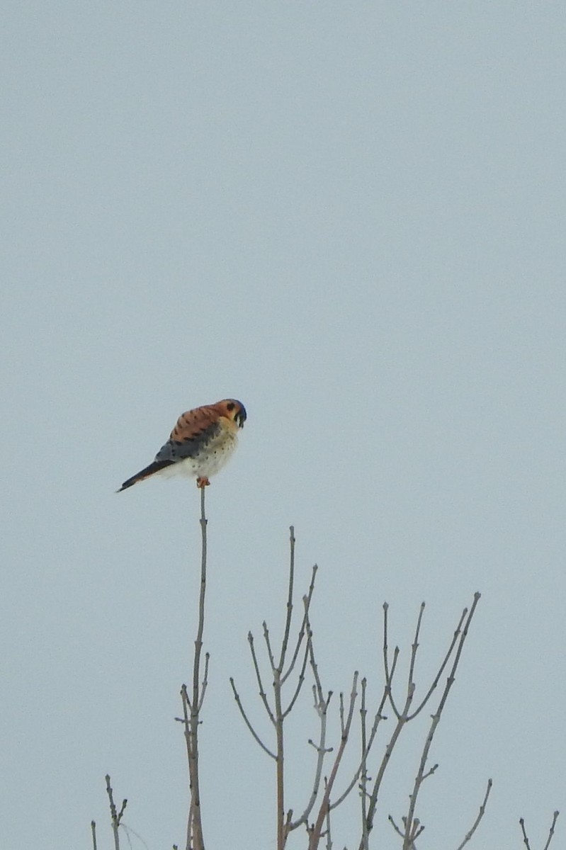 American Kestrel - ML52830771