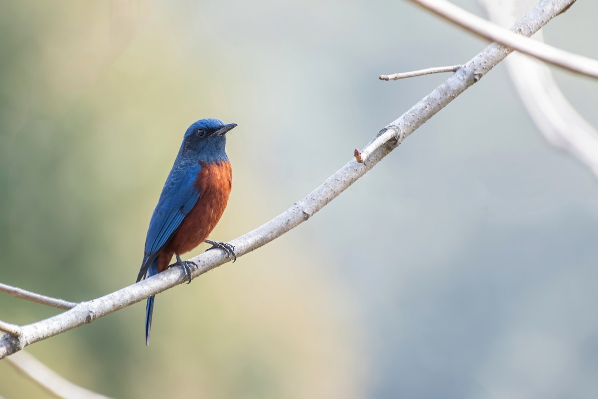 Chestnut-bellied Rock-Thrush - Deepak Budhathoki 🦉