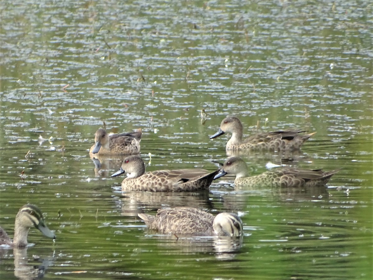 Gray Teal - ML528308611