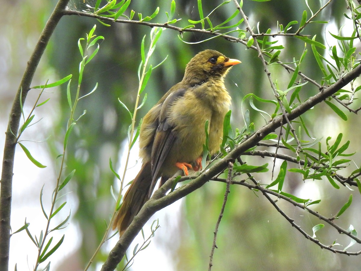 Bell Miner - ML528308621