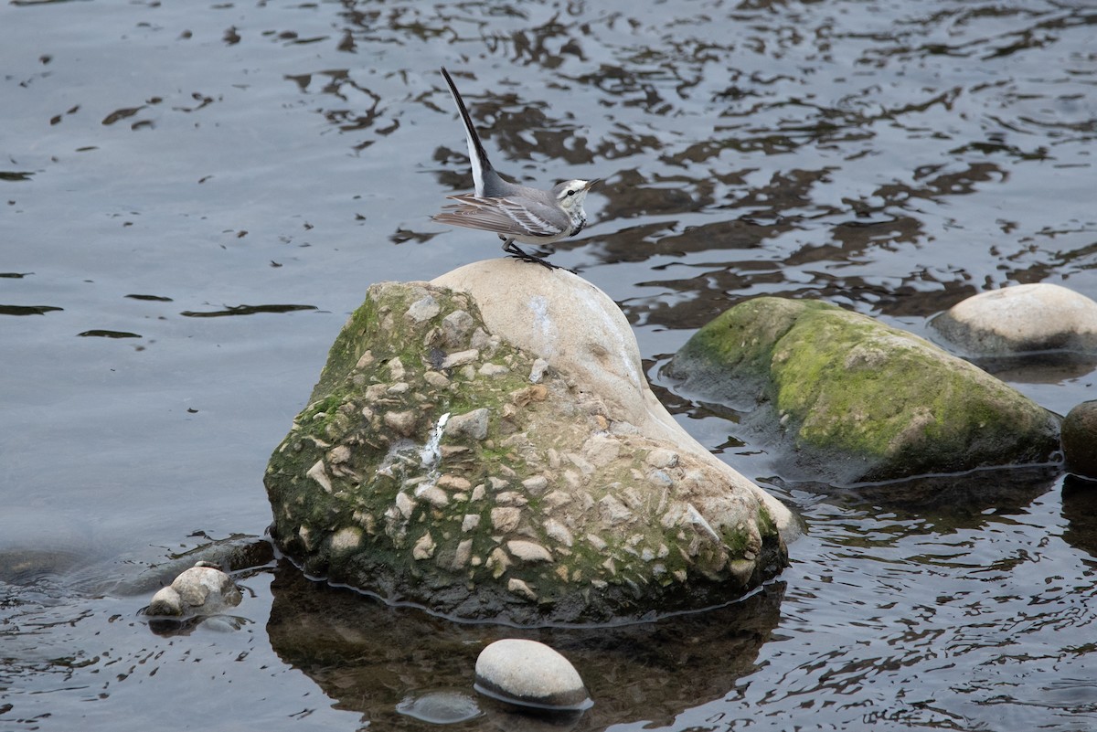 White Wagtail - ML528309191