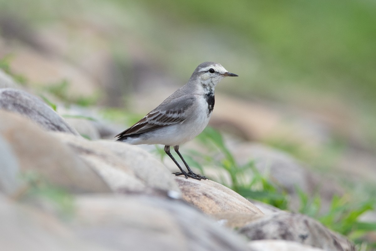 White Wagtail - Jing-Yi Lu