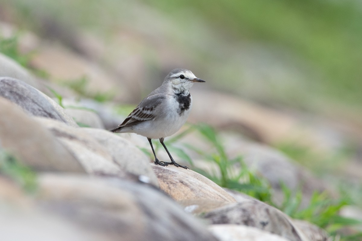 White Wagtail - ML528309281