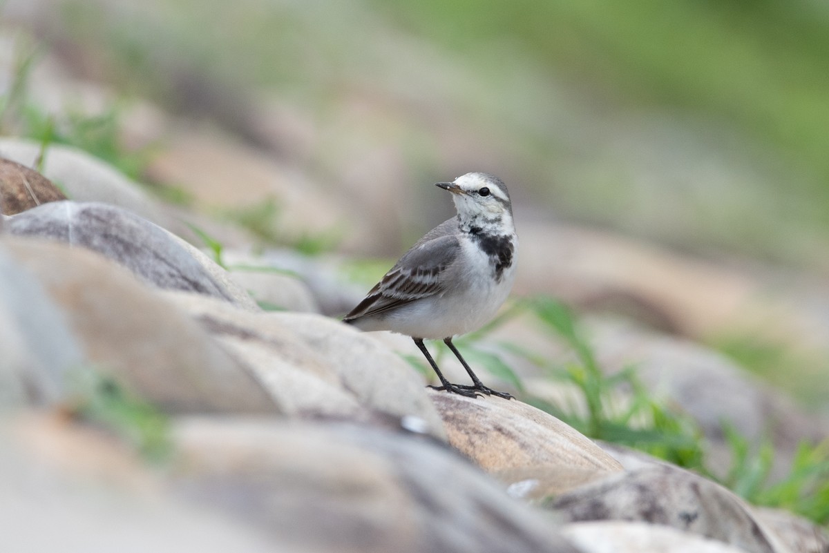 White Wagtail - ML528309291