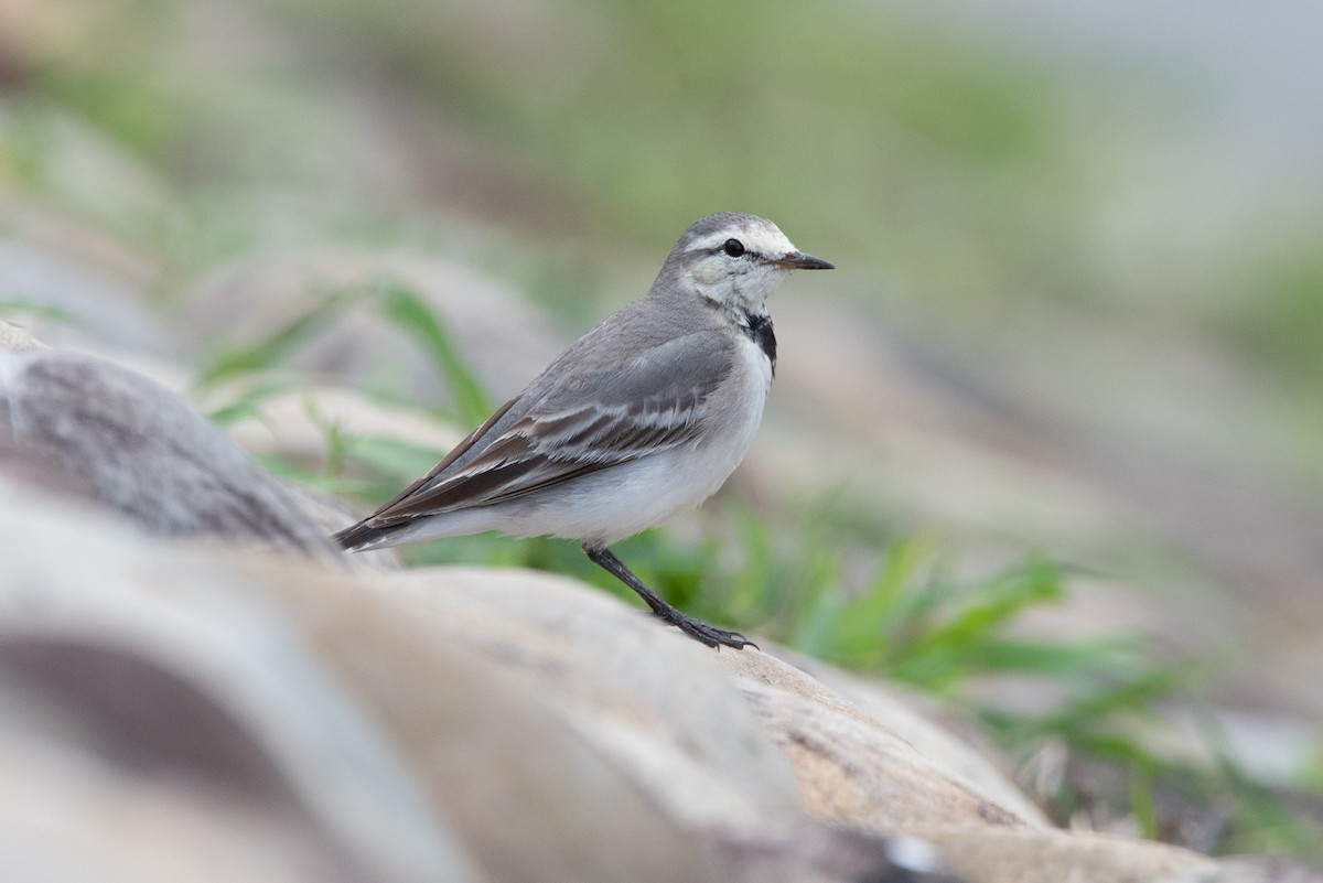 White Wagtail - Jing-Yi Lu