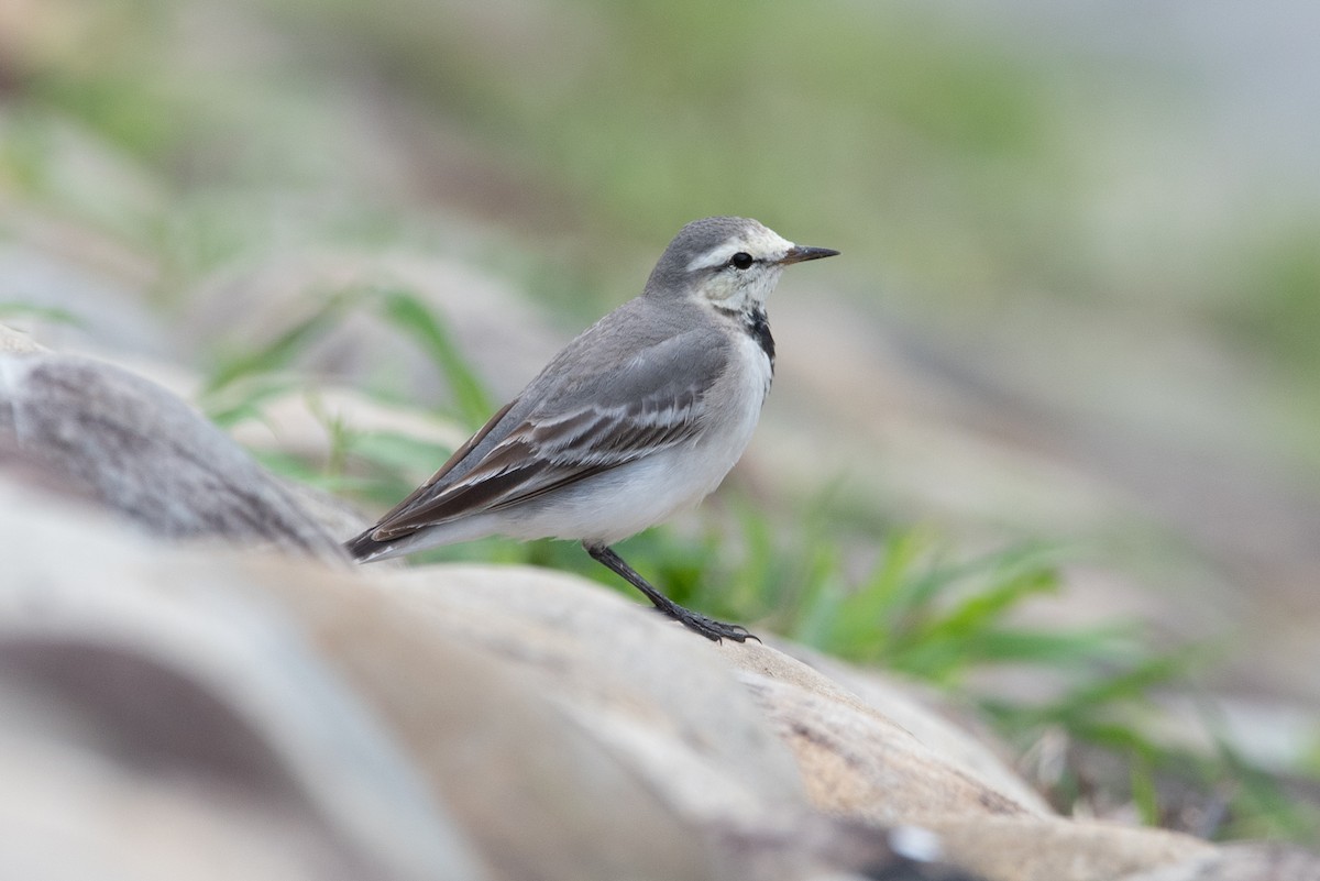 White Wagtail - ML528309341