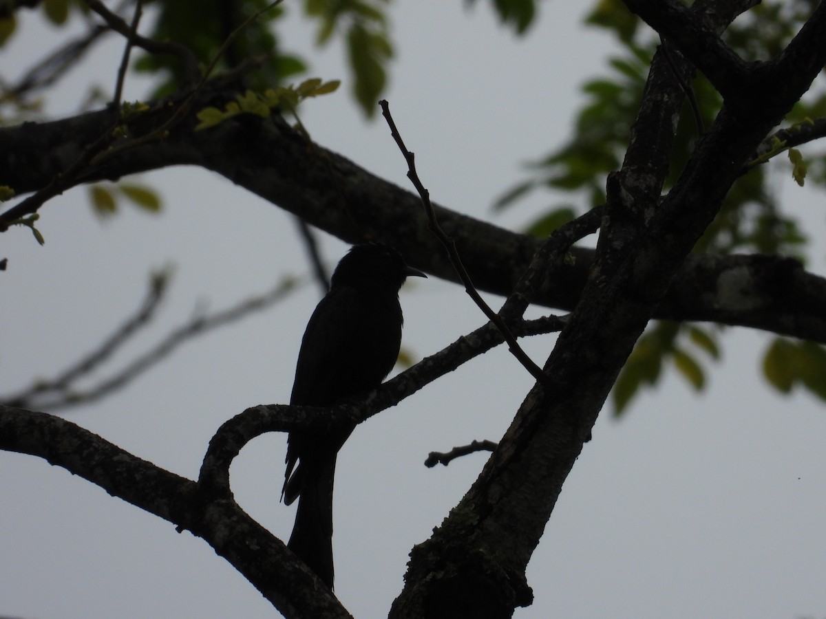 Asya Drongo Guguğu - ML528309821