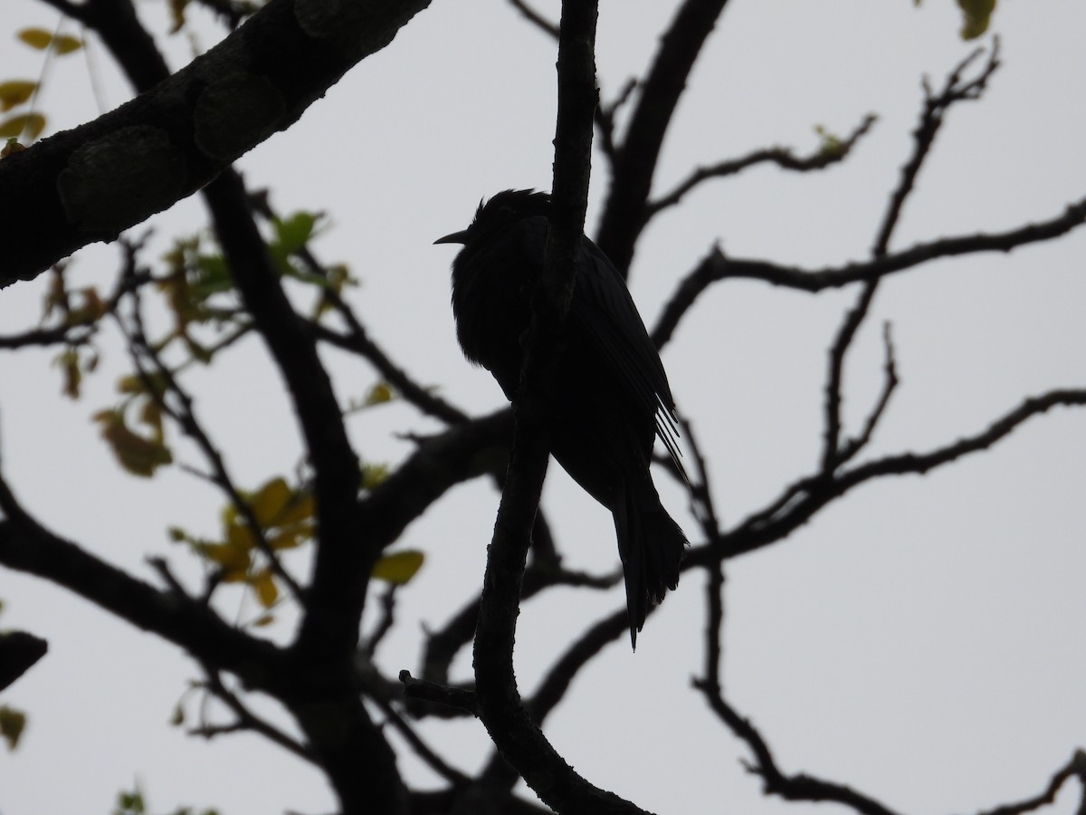 Asya Drongo Guguğu - ML528309881