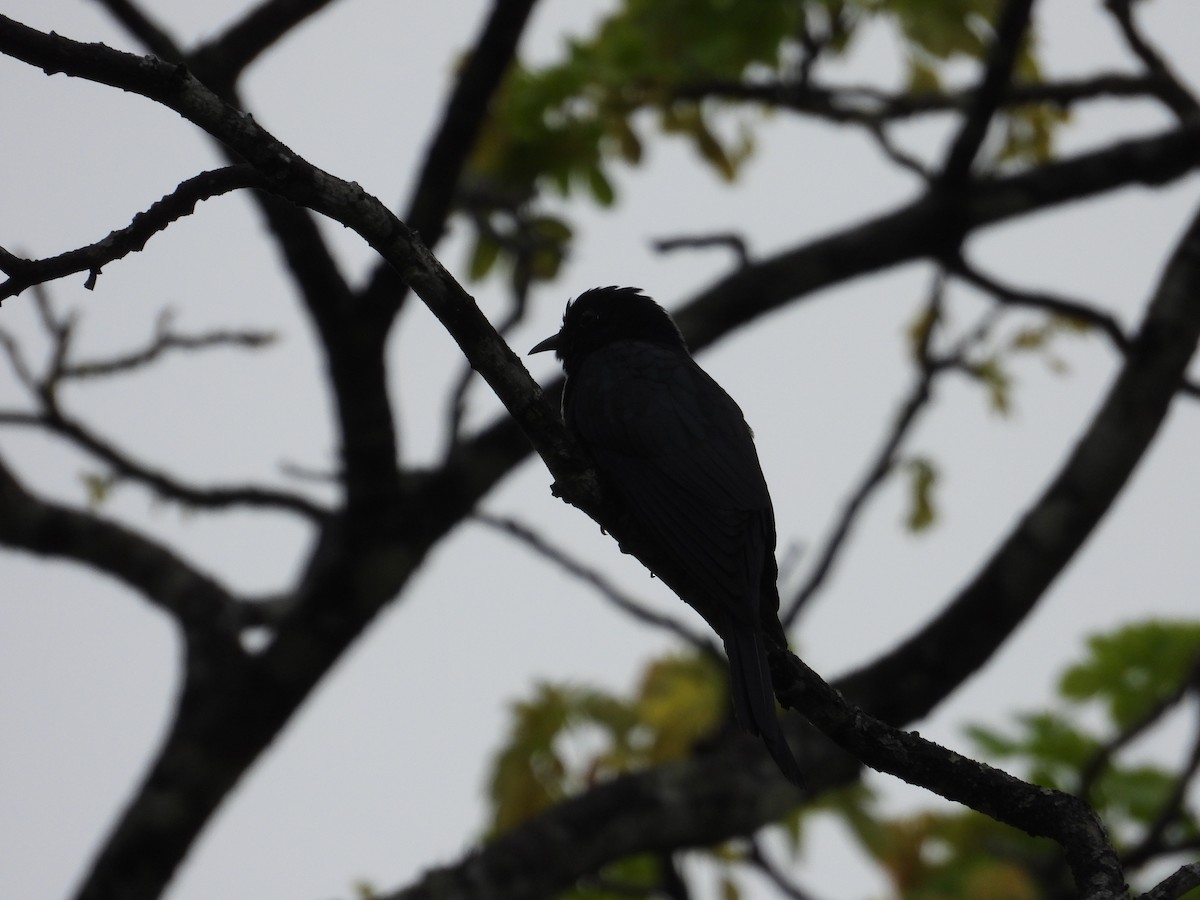 Asya Drongo Guguğu - ML528310041