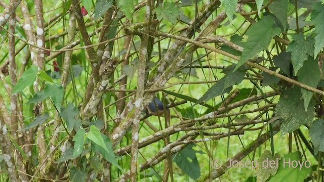 Rusty Flowerpiercer - ML528310891