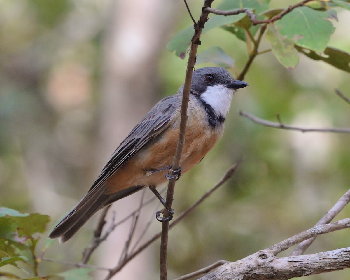 Rufous Whistler - ML528311171