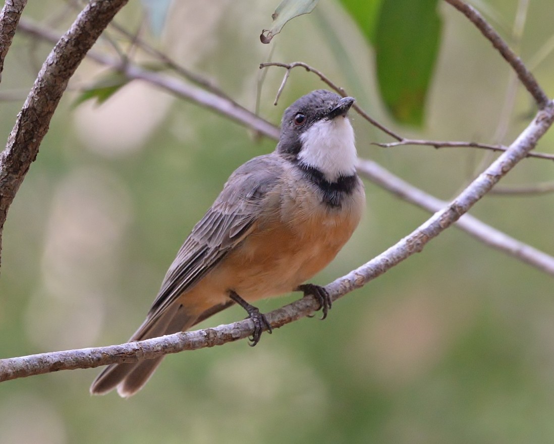 Rufous Whistler - ML528311181