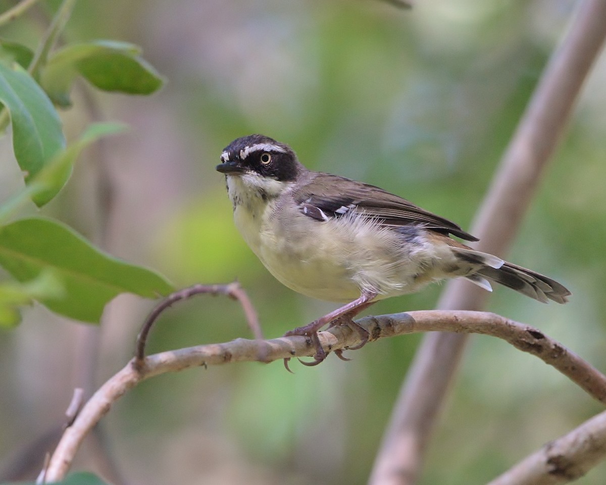 White-browed Scrubwren - ML528311281