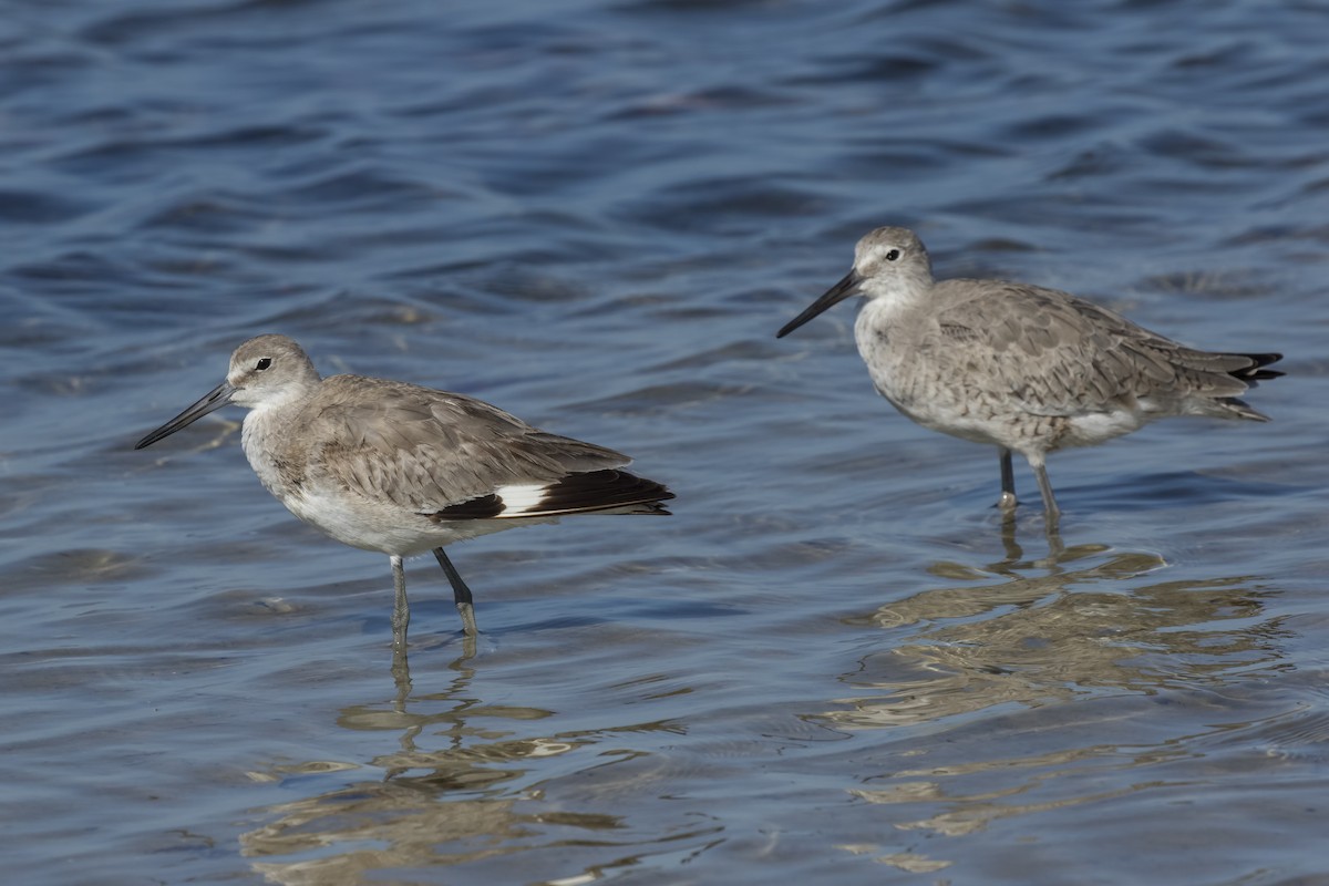 Willet - ML52831391