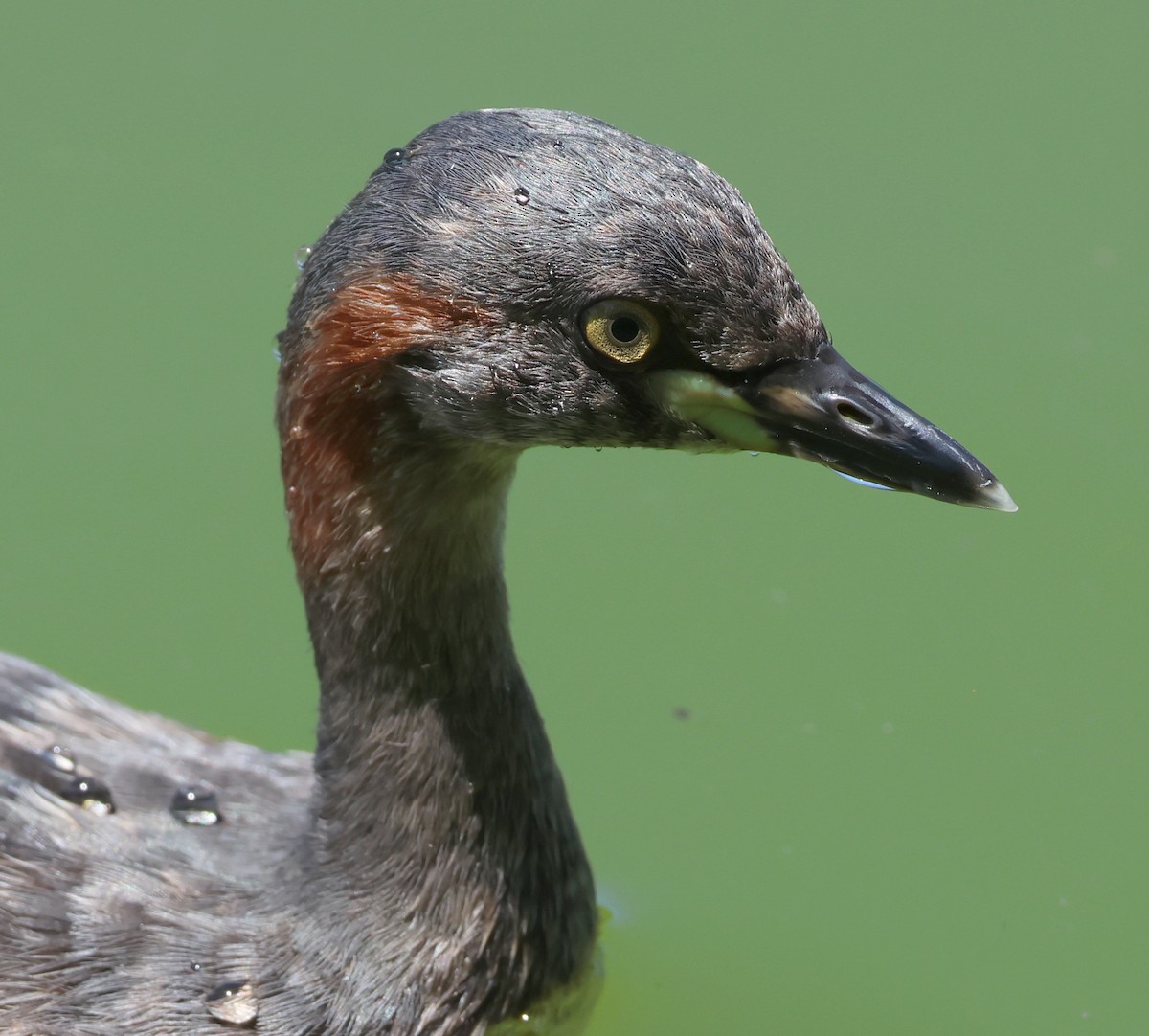 Australasian Grebe - Andy Gee