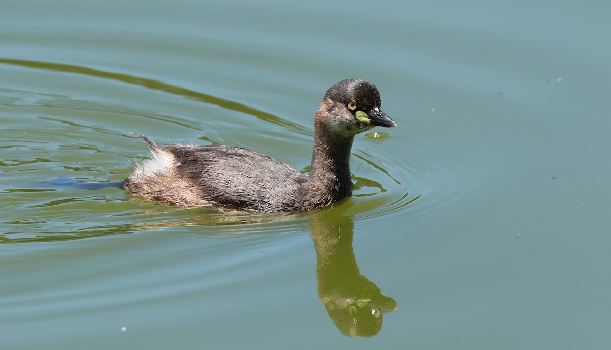 Australasian Grebe - Andy Gee