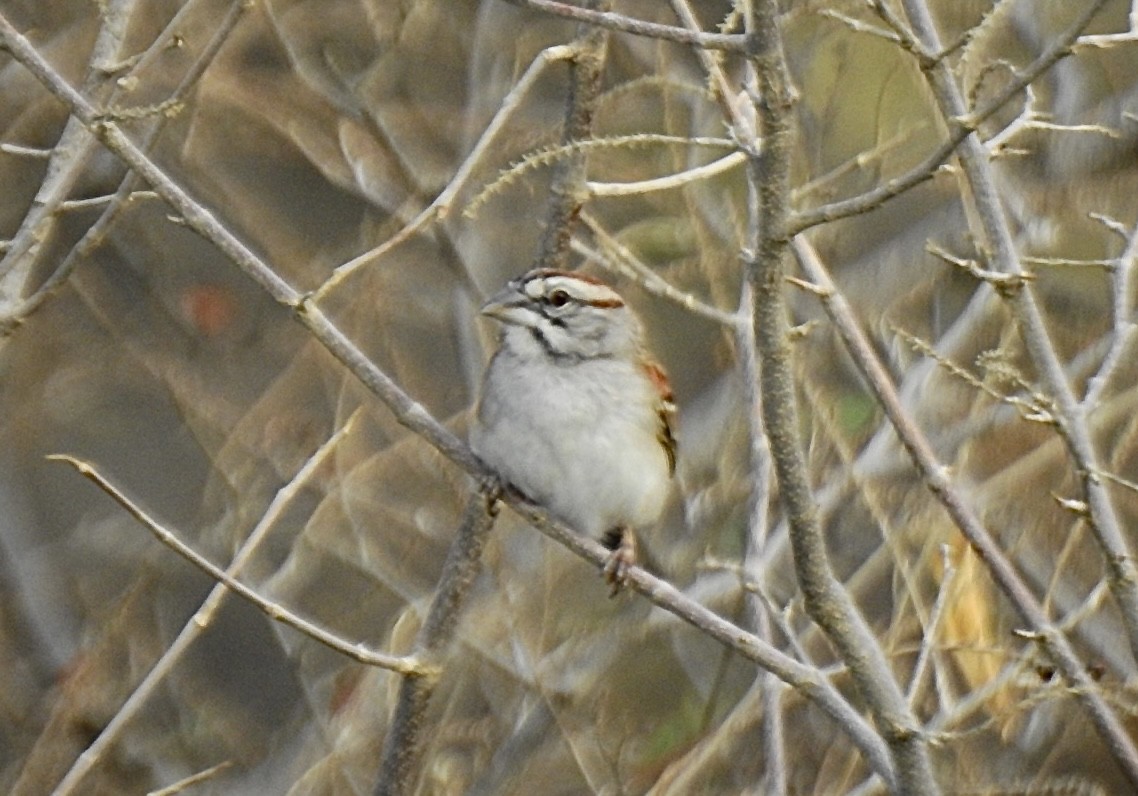 Tumbes Sparrow - Marianne Walsh