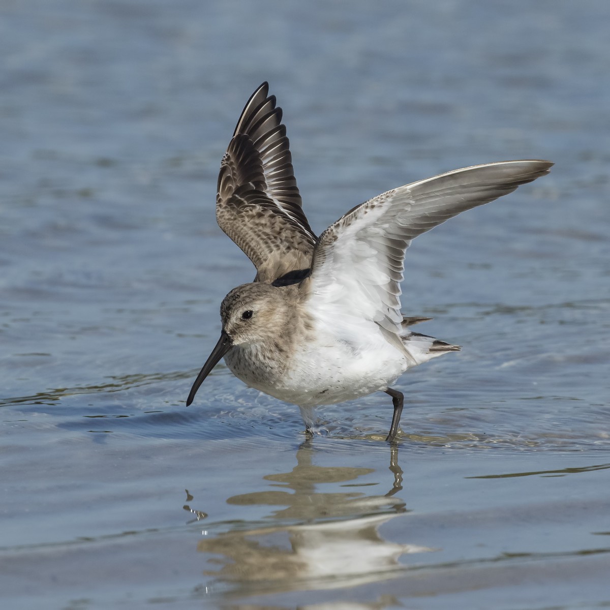 Dunlin - ML52831461