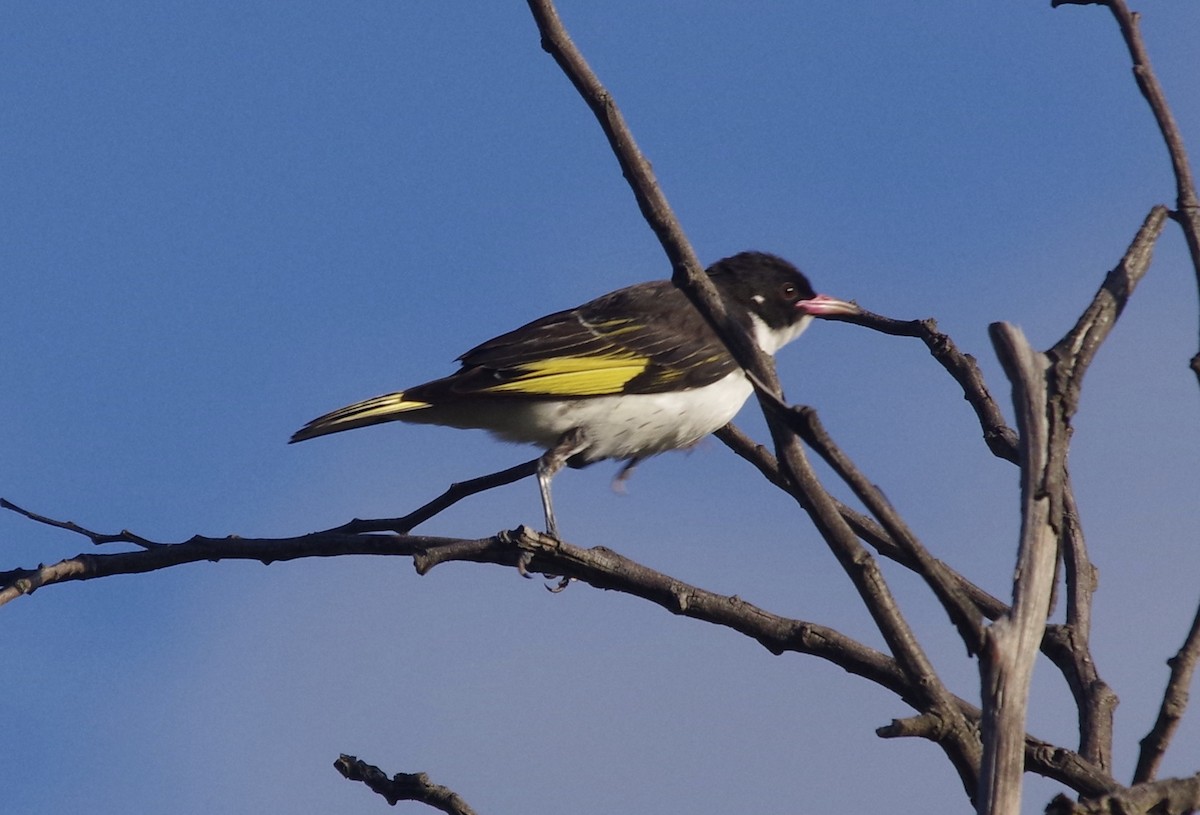 Painted Honeyeater - Max Weatherall