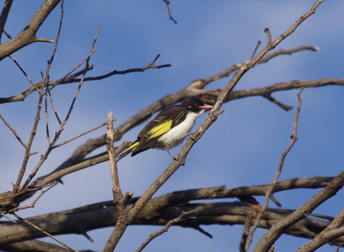 Painted Honeyeater - Max Weatherall