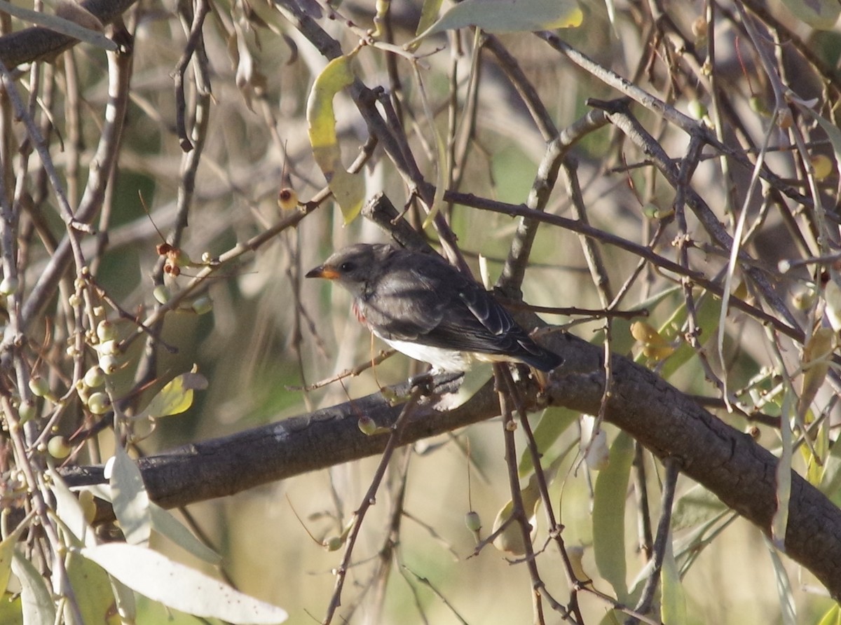 Picaflores Golondrina - ML528314741