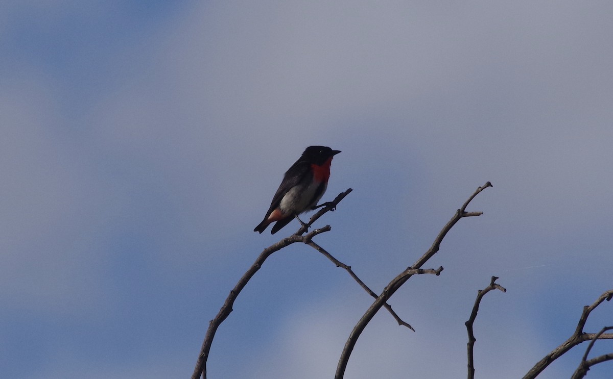 Picaflores Golondrina - ML528314751