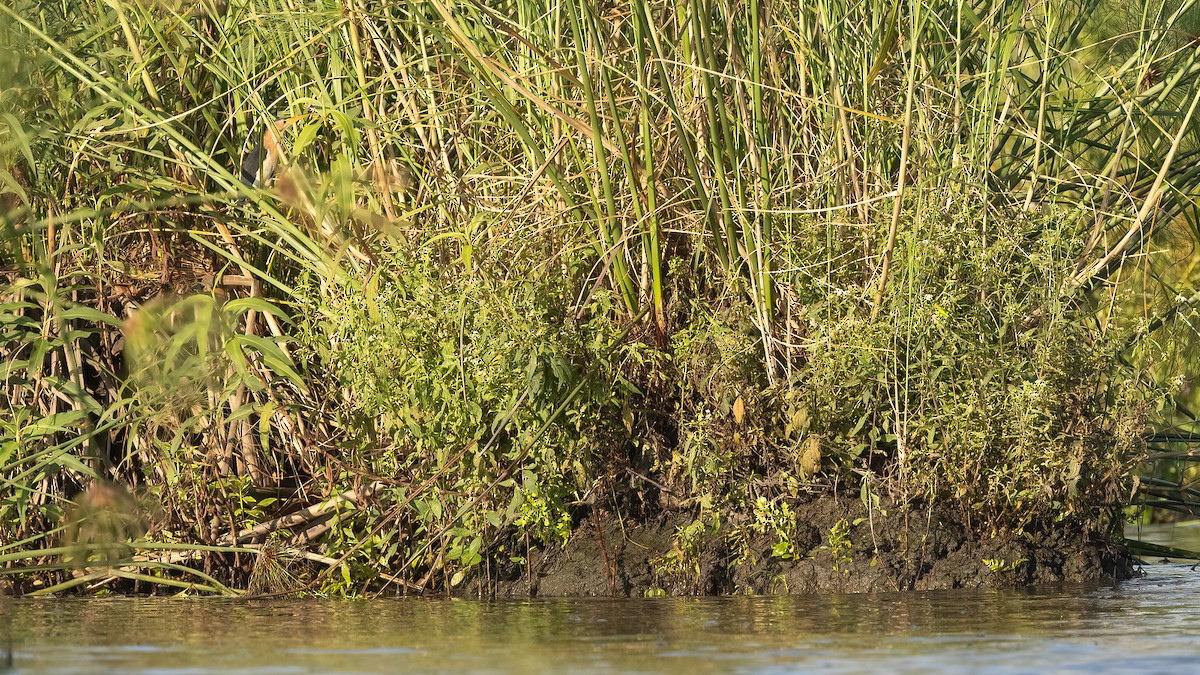 Little Bittern - ML528315021