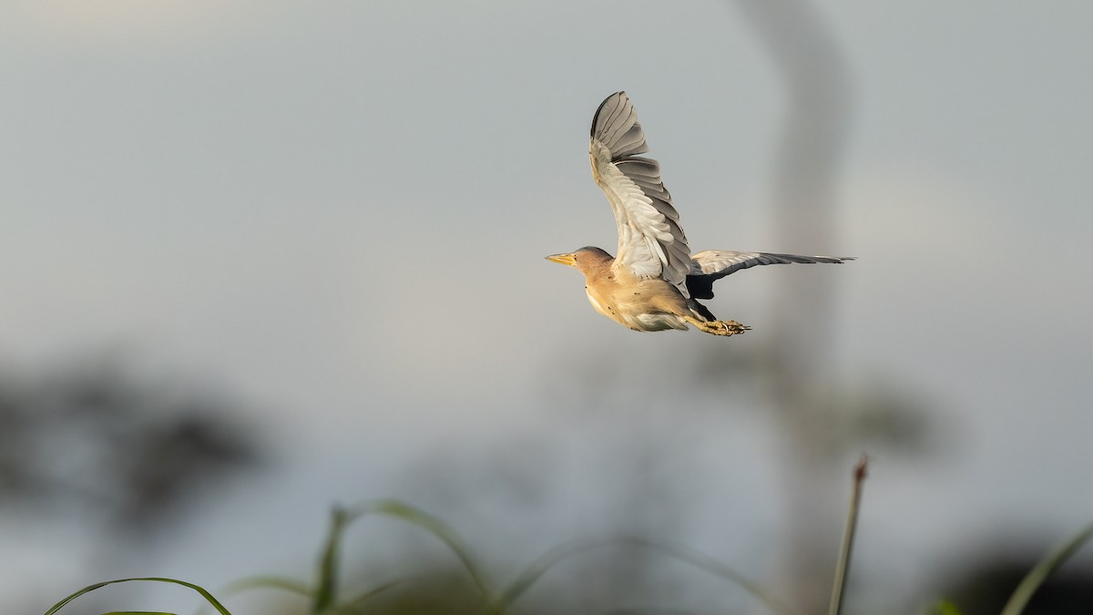 Little Bittern - ML528315031