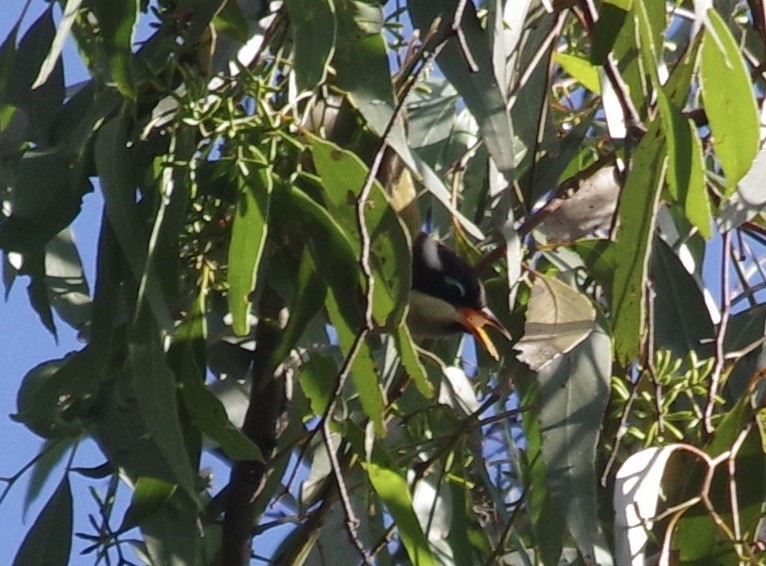 Black-chinned Honeyeater - ML528315481