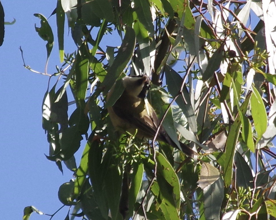 Black-chinned Honeyeater - ML528315491