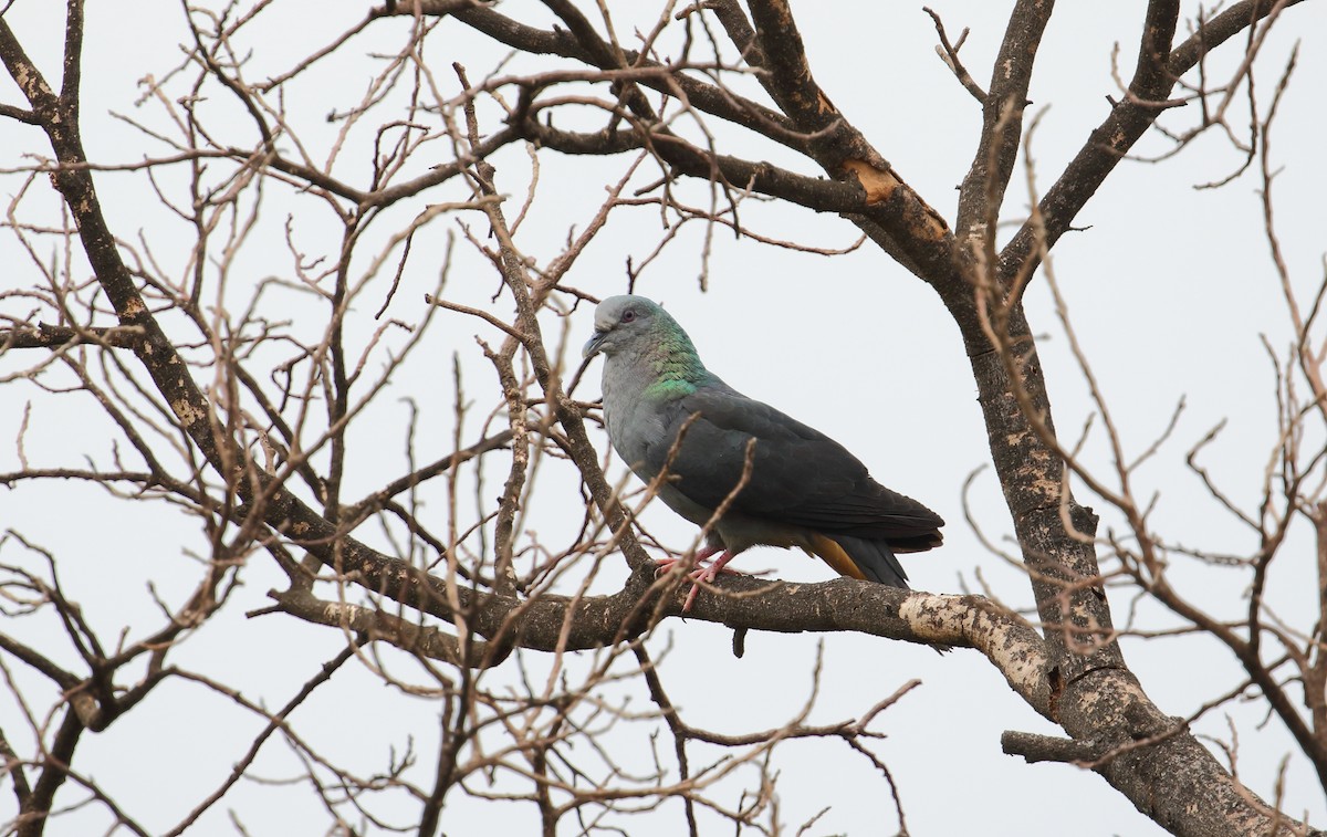 Pigeon de Malherbe - ML528316621