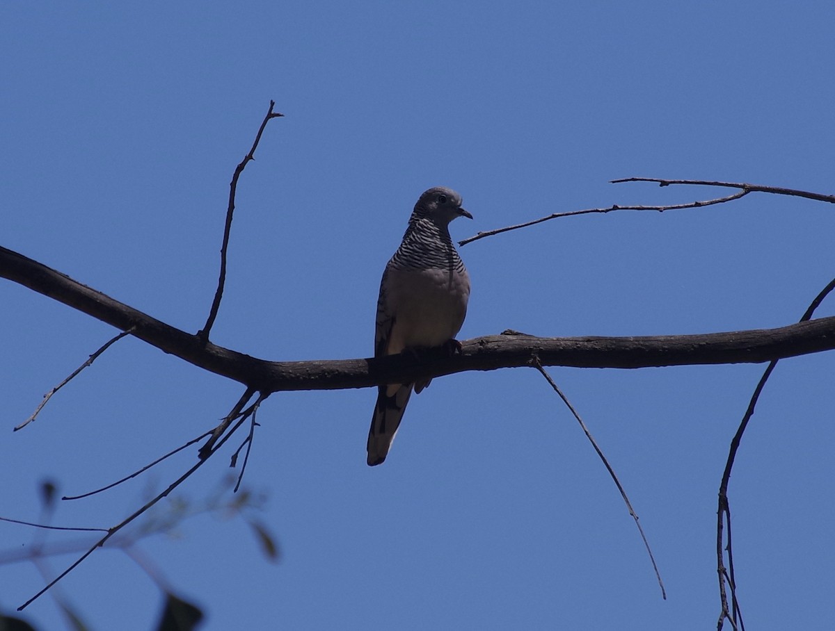 Peaceful Dove - ML528317191