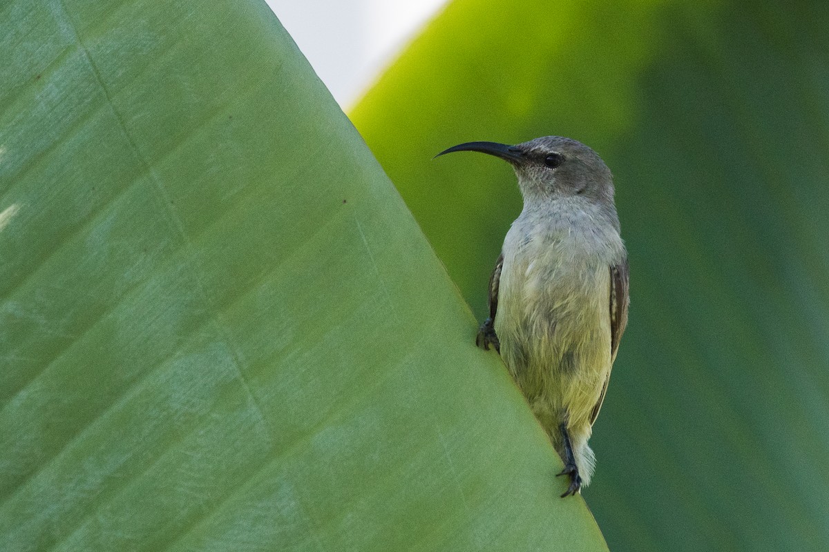 Eastern Miombo Sunbird - ML52831721