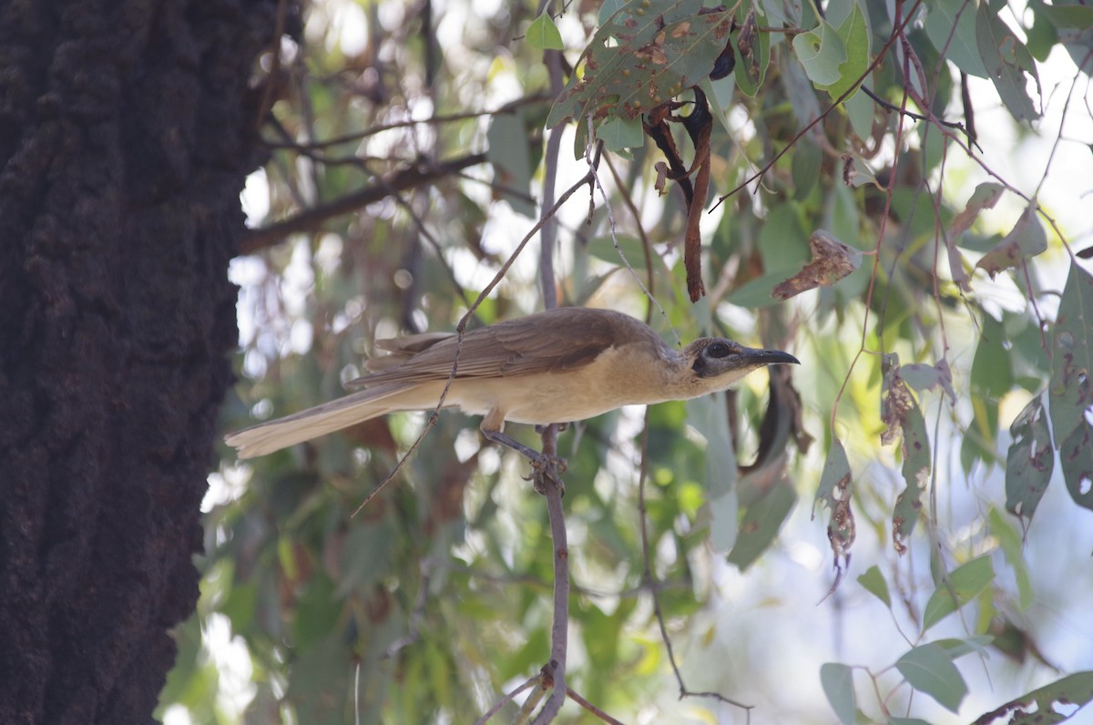 Little Friarbird - ML528317211