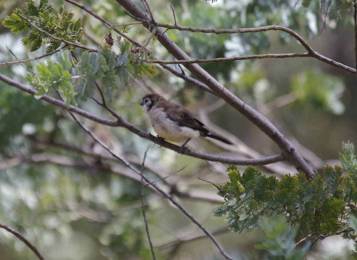 Double-barred Finch - ML528317271