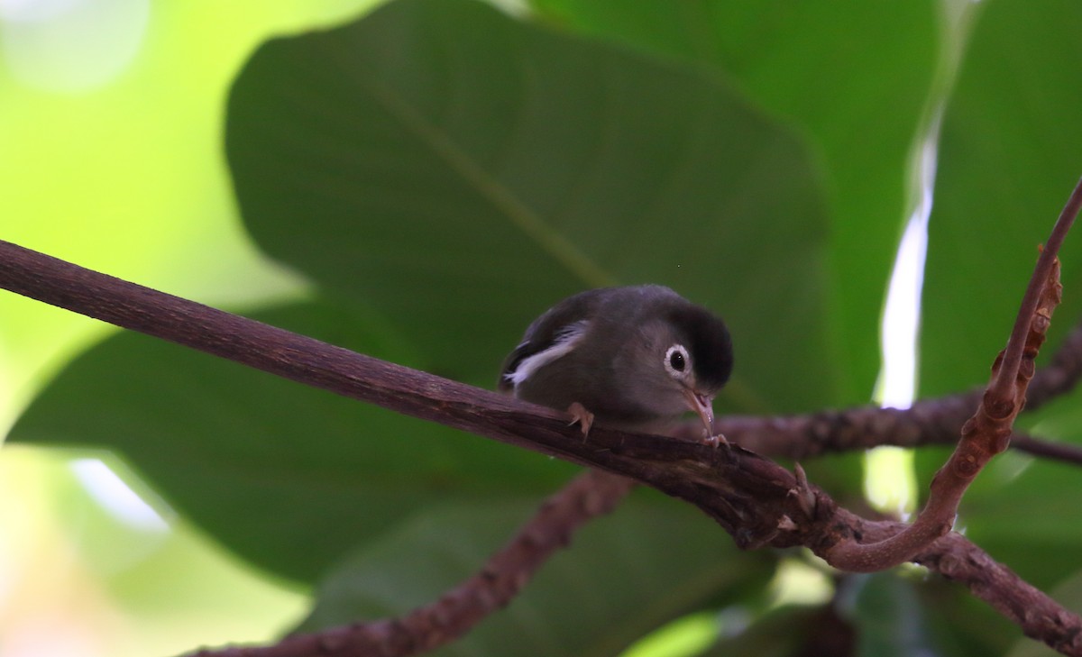 Black-capped Speirops - ML528317281