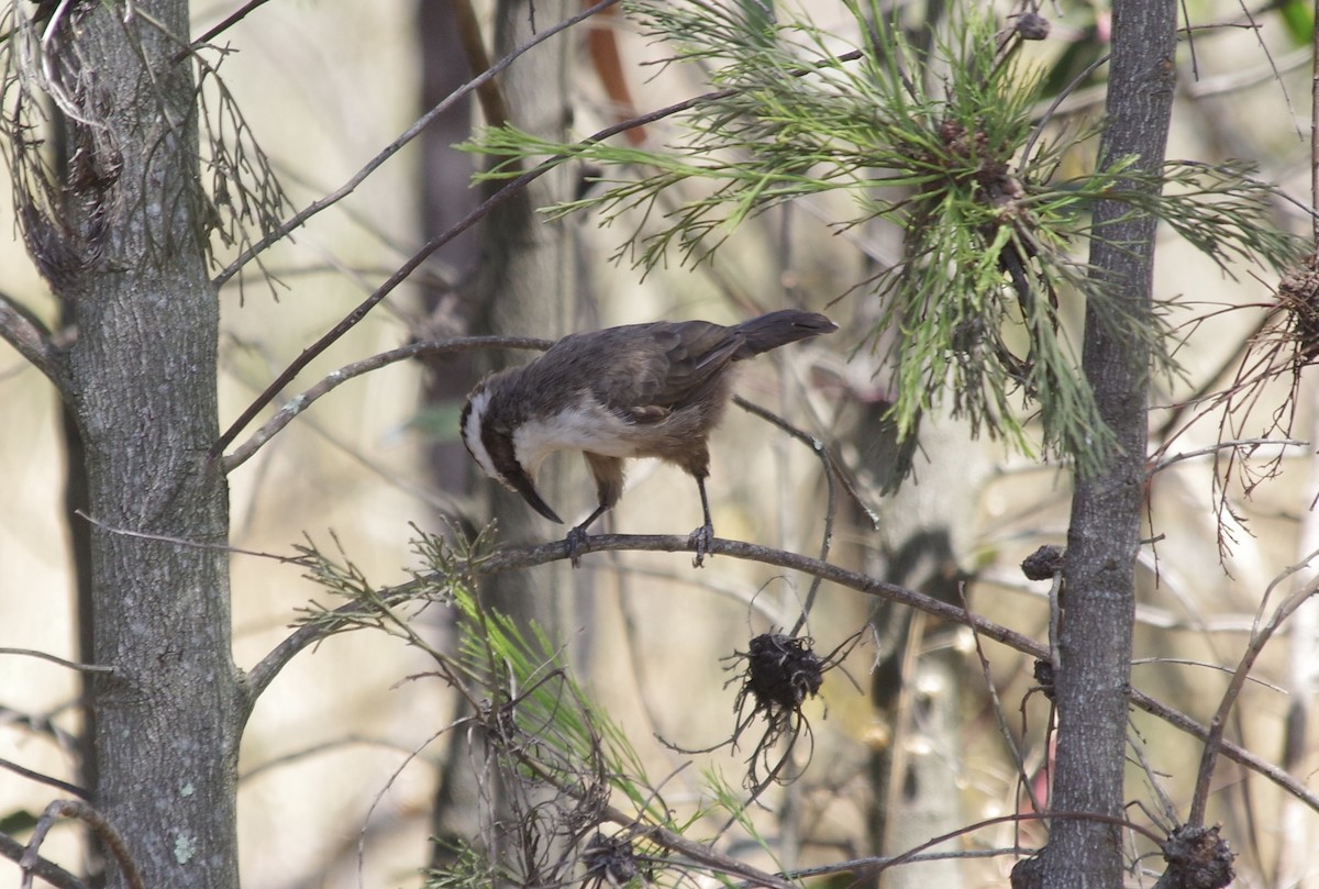White-browed Babbler - ML528317291